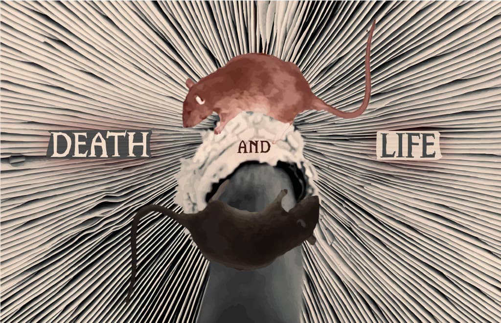 An art poster with the words "death and life" featuring two rats and a mushroom